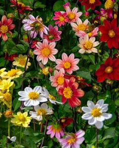Dahlia Topmix Mix2